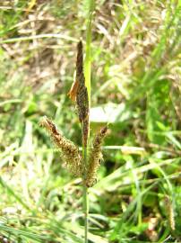 Fotografia da espécie Carex trinervis