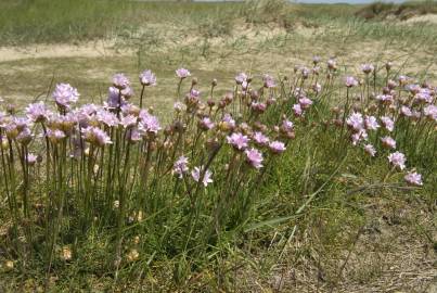 Fotografia da espécie Armeria maritima