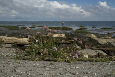 Fotografia da espécie Armeria maritima