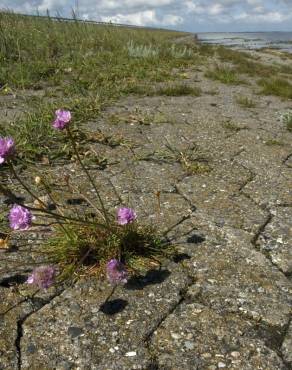 Fotografia 14 da espécie Armeria maritima no Jardim Botânico UTAD