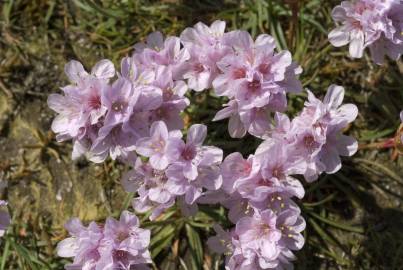 Fotografia da espécie Armeria maritima