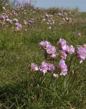 Fotografia 17 da espécie Armeria maritima no Jardim Botânico UTAD