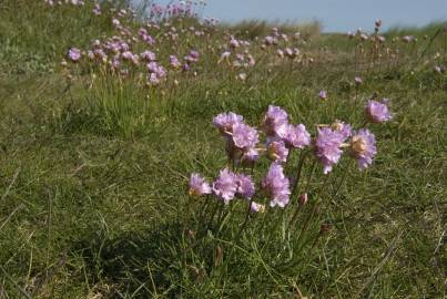 Fotografia da espécie Armeria maritima