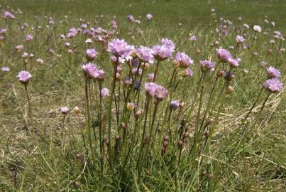 Fotografia da espécie Armeria maritima