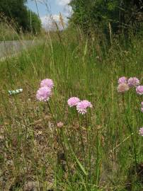 Fotografia da espécie Armeria maritima