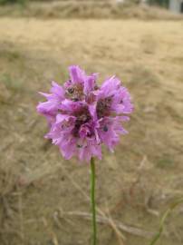 Fotografia da espécie Armeria maritima