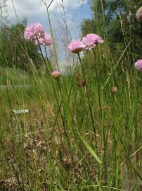 Fotografia da espécie Armeria maritima