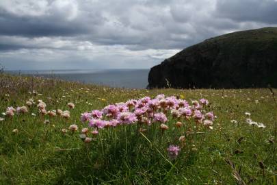 Fotografia da espécie Armeria maritima