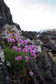 Fotografia da espécie Armeria maritima