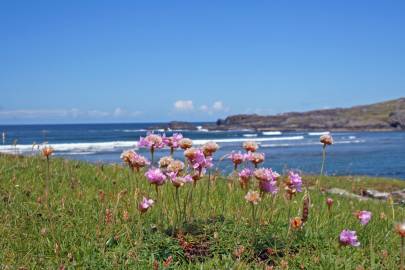 Fotografia da espécie Armeria maritima