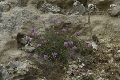 Fotografia da espécie Armeria maritima