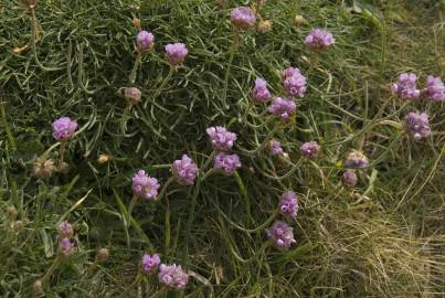 Fotografia da espécie Armeria maritima