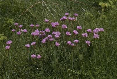 Fotografia da espécie Armeria maritima