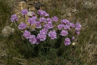 Fotografia da espécie Armeria maritima