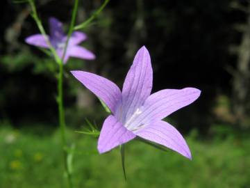 Fotografia da espécie Campanula rapunculus