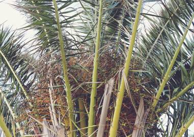 Fotografia da espécie Phoenix canariensis