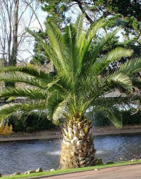 Fotografia 7 da espécie Phoenix canariensis no Jardim Botânico UTAD