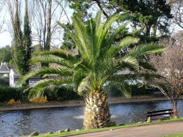 Fotografia da espécie Phoenix canariensis