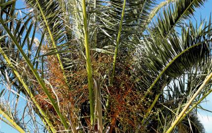 Fotografia da espécie Phoenix canariensis