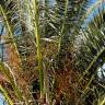 Fotografia 8 da espécie Phoenix canariensis do Jardim Botânico UTAD