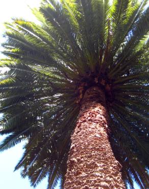 Fotografia 9 da espécie Phoenix canariensis no Jardim Botânico UTAD