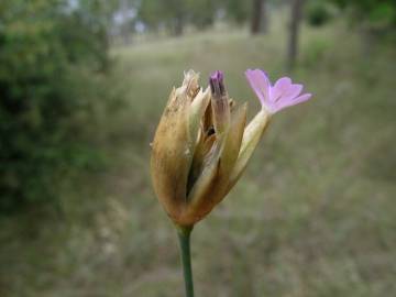 Fotografia da espécie Petrorhagia dubia