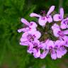 Fotografia 5 da espécie Pelargonium graveolens do Jardim Botânico UTAD