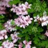 Fotografia 6 da espécie Pelargonium graveolens do Jardim Botânico UTAD