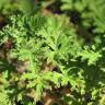 Fotografia 7 da espécie Pelargonium graveolens do Jardim Botânico UTAD