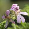 Fotografia 8 da espécie Pelargonium graveolens do Jardim Botânico UTAD