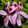 Fotografia 9 da espécie Pelargonium graveolens do Jardim Botânico UTAD