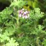 Fotografia 10 da espécie Pelargonium graveolens do Jardim Botânico UTAD