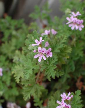 Fotografia 11 da espécie Pelargonium graveolens no Jardim Botânico UTAD