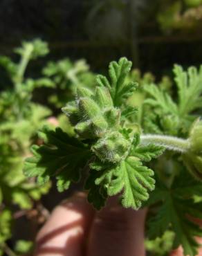 Fotografia 12 da espécie Pelargonium graveolens no Jardim Botânico UTAD