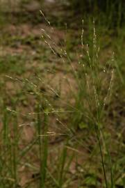 Fotografia da espécie Panicum repens