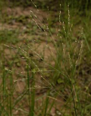 Fotografia 5 da espécie Panicum repens no Jardim Botânico UTAD