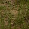 Fotografia 5 da espécie Panicum repens do Jardim Botânico UTAD