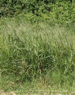 Fotografia 6 da espécie Panicum repens no Jardim Botânico UTAD