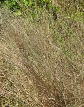 Fotografia 7 da espécie Panicum repens no Jardim Botânico UTAD