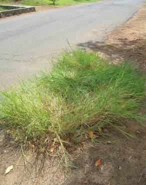 Fotografia 10 da espécie Panicum repens no Jardim Botânico UTAD