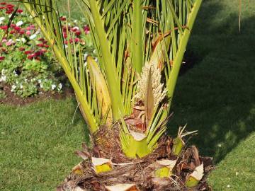 Fotografia da espécie Phoenix canariensis