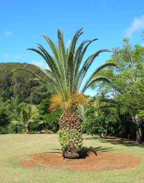 Fotografia 11 da espécie Phoenix canariensis no Jardim Botânico UTAD