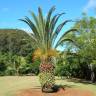 Fotografia 11 da espécie Phoenix canariensis do Jardim Botânico UTAD