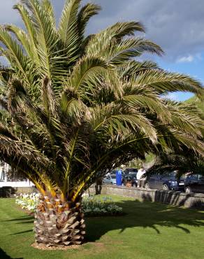 Fotografia 12 da espécie Phoenix canariensis no Jardim Botânico UTAD