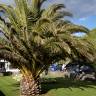 Fotografia 12 da espécie Phoenix canariensis do Jardim Botânico UTAD