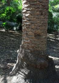 Fotografia da espécie Phoenix canariensis