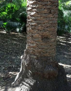 Fotografia 13 da espécie Phoenix canariensis no Jardim Botânico UTAD