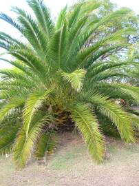 Fotografia da espécie Phoenix canariensis