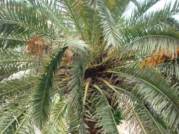 Fotografia da espécie Phoenix canariensis