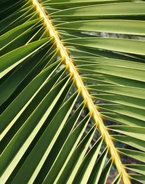 Fotografia 17 da espécie Phoenix canariensis no Jardim Botânico UTAD